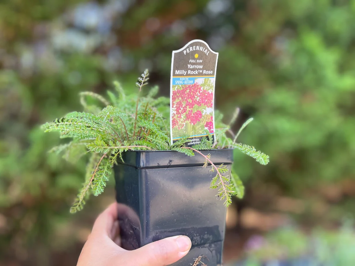 Yarrow Achillea Millefolium Live Plant – Organically Grown – 3.5 inch Pot - Image 4