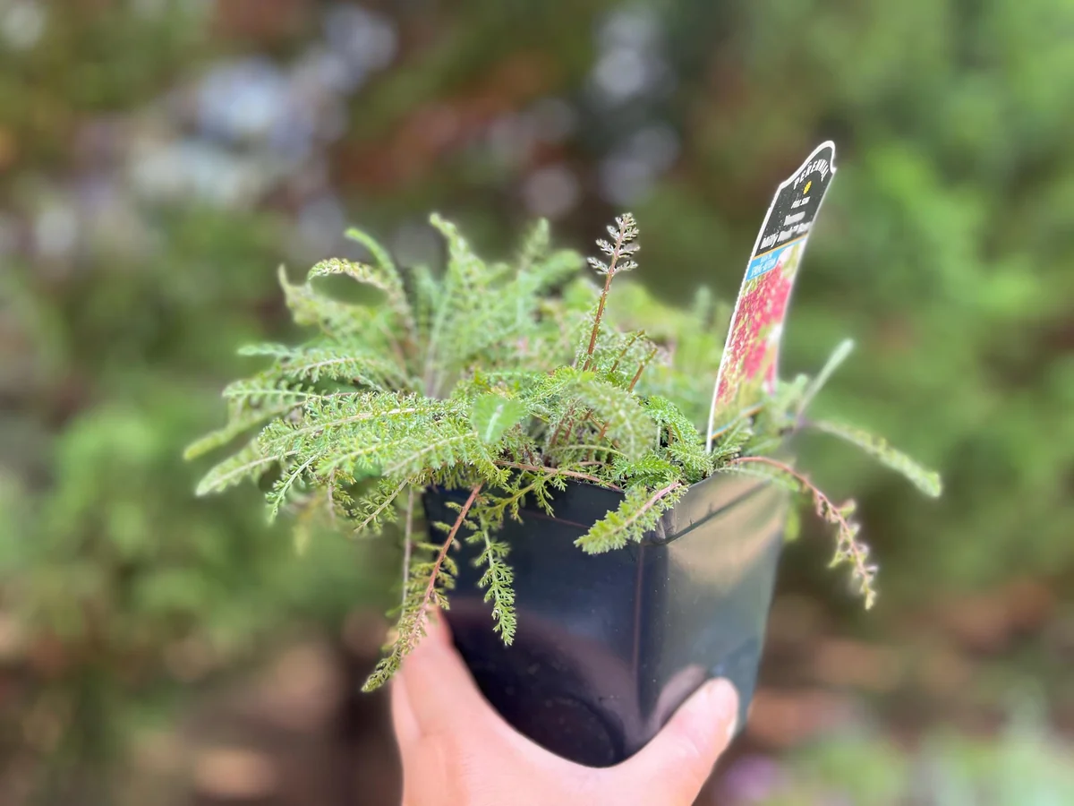 Yarrow Achillea Millefolium Live Plant – Organically Grown – 3.5 inch Pot - Image 5