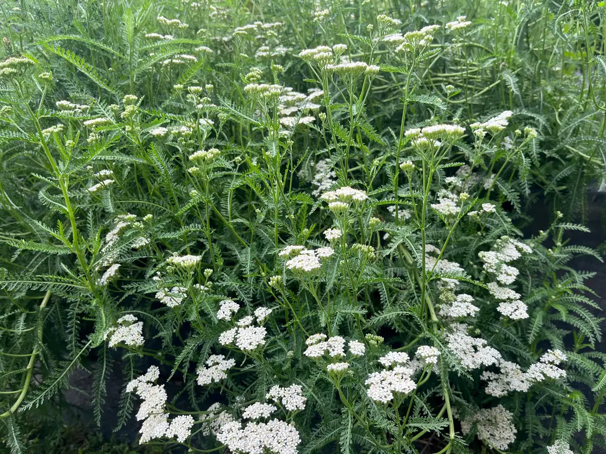 Yarrow Achillea Millefolium Live Plant – Organically Grown – 3.5 inch Pot - Image 6