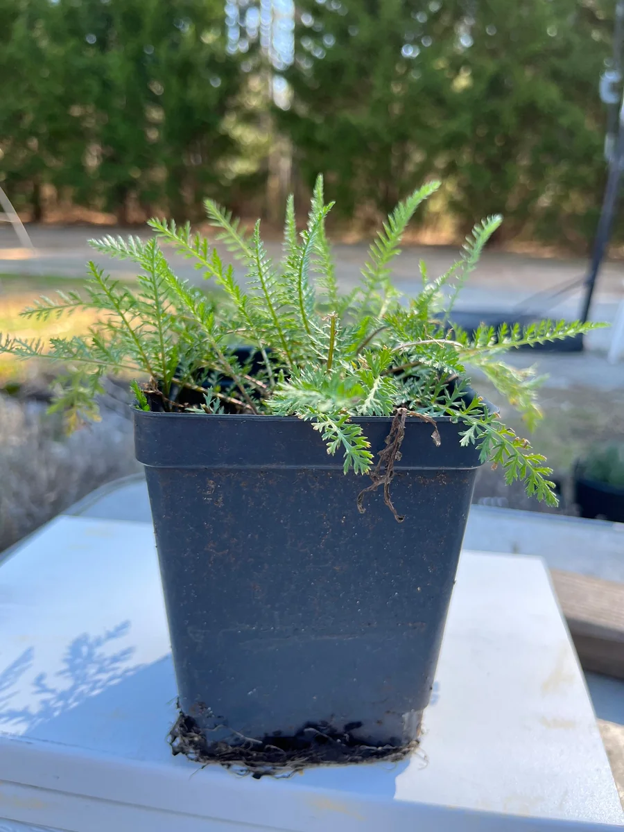 Yarrow Achillea Millefolium Live Plant – Organically Grown – 3.5 inch Pot - Image 1