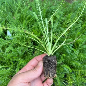 Yarrow Live Plant (Achillea Millefolium) - Healthy Starter, Perennial, Full Sun - Image 10