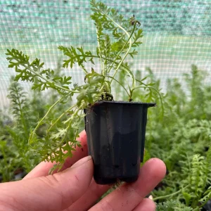Yarrow Live Plant (Achillea Millefolium) - Healthy Starter, Perennial, Full Sun - Image 2