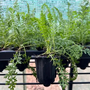 Yarrow Live Plant (Achillea Millefolium) - Healthy Starter, Perennial, Full Sun - Image 4