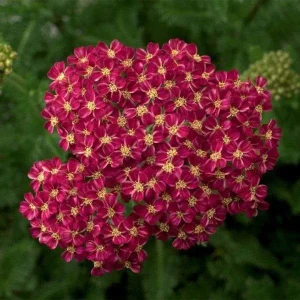 Yarrow Live Plant (Achillea Millefolium) - Healthy Starter, Perennial, Full Sun - Image 6