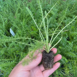Yarrow Live Plant Achillea Millefolium - Perennial Herb for Pollinator & Cut Flower Gardens, Hardy Zones 3-9 - Image 2