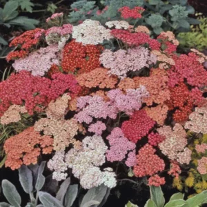 Yarrow Live Plant Achillea Millefolium - Perennial Herb for Pollinator & Cut Flower Gardens, Hardy Zones 3-9 - Image 1