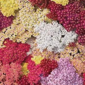 Yarrow Live Plant Achillea Millefolium - Perennial Herb for Pollinator & Cut Flower Gardens, Hardy Zones 3-9 - Image 4