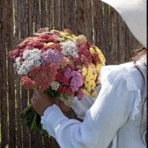 Yarrow Live Plant Achillea Millefolium - Perennial Herb for Pollinator & Cut Flower Gardens, Hardy Zones 3-9 - Image 5