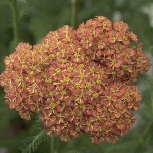 Yarrow Live Plant Achillea Millefolium - Perennial Herb for Pollinator & Cut Flower Gardens, Hardy Zones 3-9 - Image 9