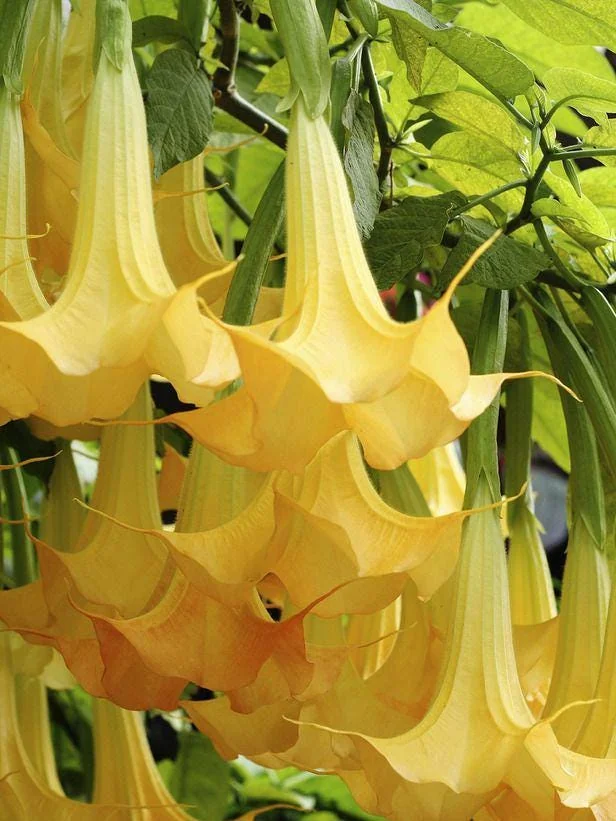Yellow Angel Trumpet Live Plant - Fragrant Tropical Brugmansia, 4-inch Pot - Image 2