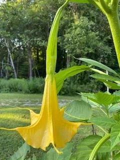 Yellow Angel Trumpet Live Plant - Fragrant Tropical Brugmansia, 4-inch Pot - Image 3