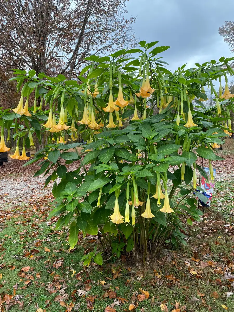 Yellow Angel Trumpet Live Plant - Fragrant Tropical Brugmansia, 4-inch Pot - Image 4
