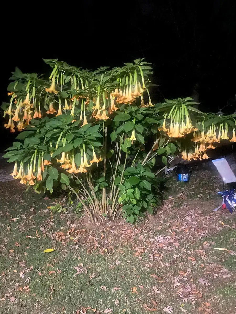 Yellow Angel Trumpet Live Plant - Fragrant Tropical Brugmansia, 4-inch Pot - Image 5