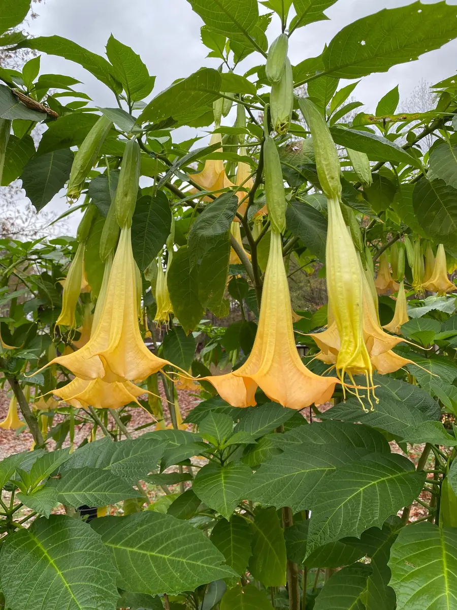 Yellow Angel Trumpet Live Plant - Fragrant Tropical Brugmansia, 4-inch Pot - Image 1
