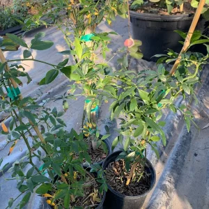 Yellow Banksia Rose (Rosa Banksiae 'Lutea') Climbing Live Plant - 1-2 ft Tall in 6" Pot - Image 2