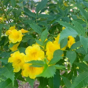 Yellow Bells Live Plant (Tecoma stans) – 12" Tall – 4" Pot – Outdoor Shrub - Image 2