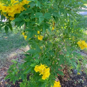 Yellow Bells Live Plant (Tecoma stans) – 12