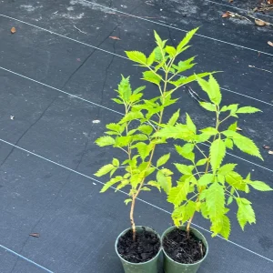 Yellow Bells Live Plant (Tecoma stans) – 12