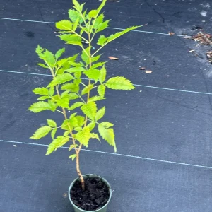 Yellow Bells Live Plant (Tecoma stans) – 12
