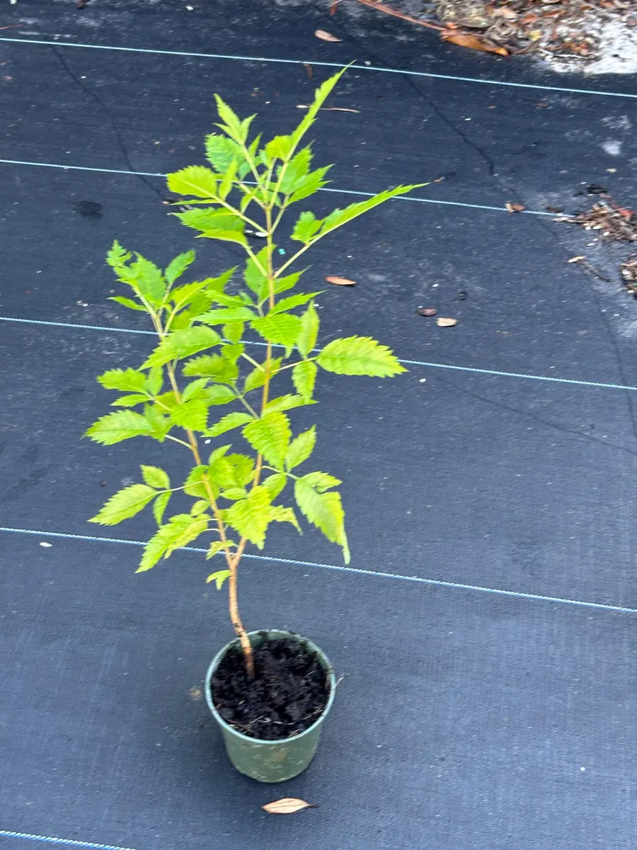 Yellow Bells Live Plant (Tecoma stans) 12" Tall in 4" Pot - Outdoor Shrub - Image 5
