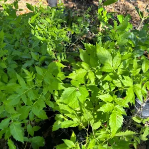 Yellow Bells Live Plant (Tecoma stans) 12