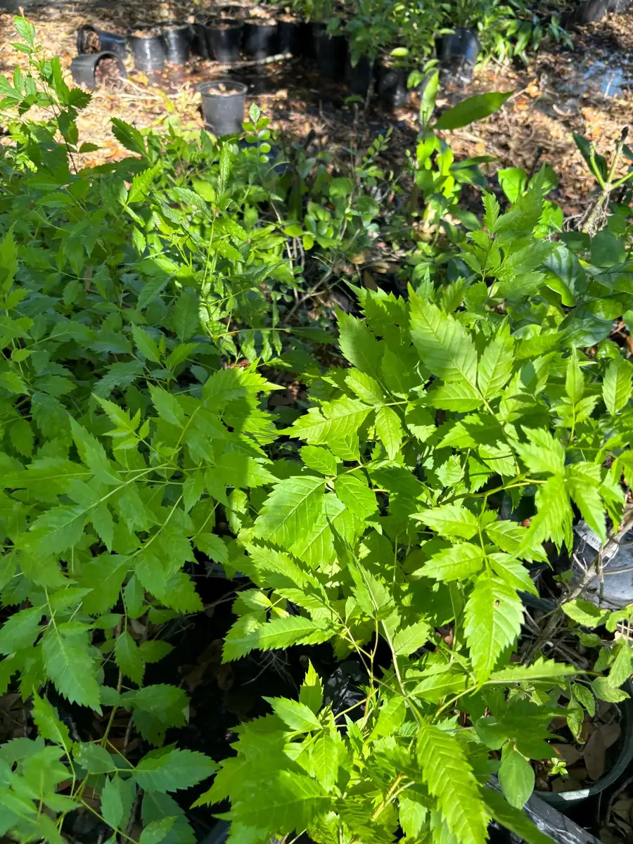 Yellow Bells Live Plant (Tecoma stans) 12" Tall in 4" Pot - Outdoor Shrub - Image 6