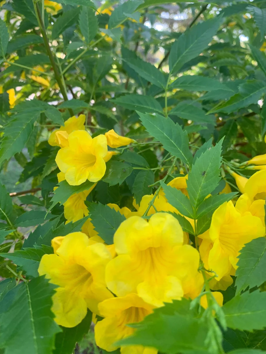 Yellow Bells Live Plant (Tecoma stans) 12" Tall in 4" Pot - Outdoor Shrub - Image 1