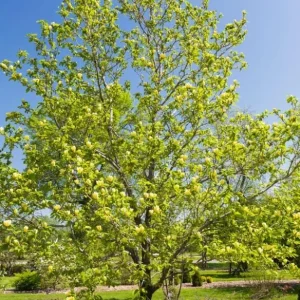 Yellow Bird Magnolia Tree Seedling – Live Plant, Hardy Hybrid, 6-12 in Tall, 2.5-inch Pot - Image 10