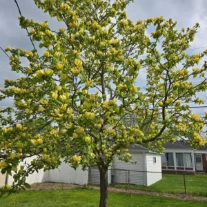 Yellow Bird Magnolia Tree Seedling – Live Plant, Hardy Hybrid, 6-12 in Tall, 2.5-inch Pot - Image 2