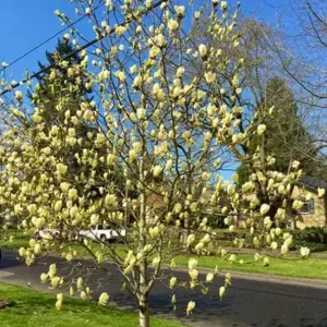 Yellow Bird Magnolia Tree Seedling – Live Plant, Hardy Hybrid, 6-12 in Tall, 2.5-inch Pot - Image 3