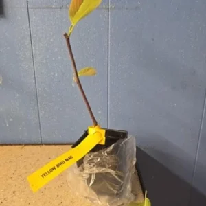 Yellow Bird Magnolia Tree Seedling – Live Plant, Hardy Hybrid, 6-12 in Tall, 2.5-inch Pot - Image 5