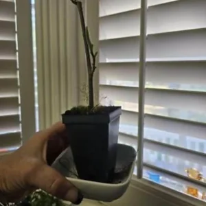 Yellow Bird Magnolia Tree Seedling – Live Plant, Hardy Hybrid, 6-12 in Tall, 2.5-inch Pot - Image 6