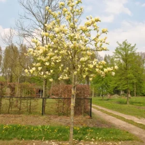 Yellow Bird Magnolia Tree Seedling – Live Plant, Hardy Hybrid, 6-12 in Tall, 2.5-inch Pot - Image 9