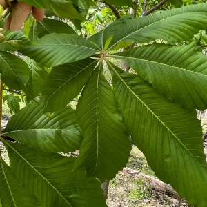 Yellow Buckeye Live Plant – Aesculus flava – 16+ Inches Tall – Bare Root Tree – Outdoor - Image 5