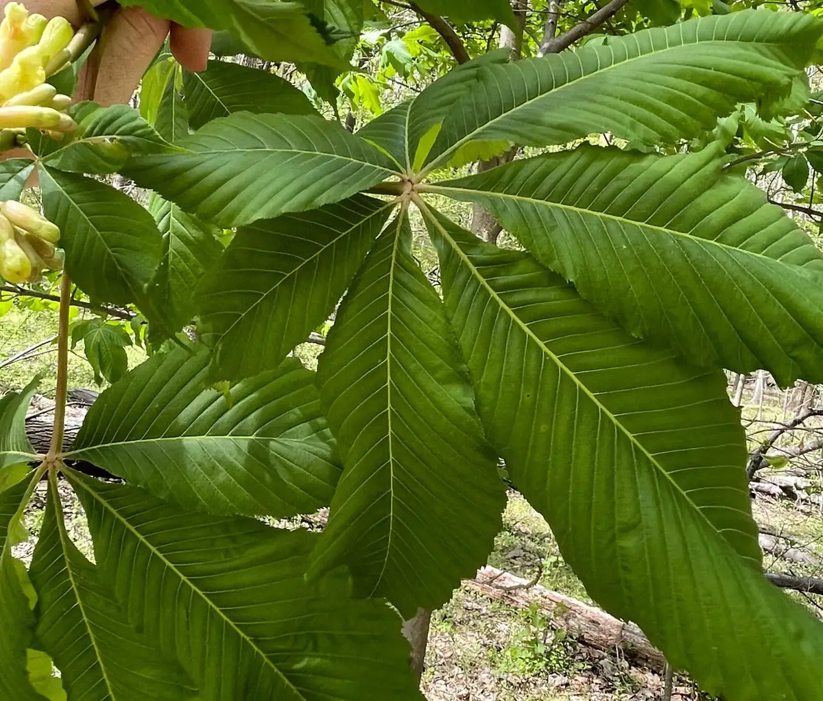 Yellow Buckeye Live Plant – Aesculus flava – 16+ Inches Tall – Bare Root Tree – Outdoor - Image 5
