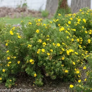 Yellow Bush Cinquefoil Live Plant - Potentilla - Outdoor Shrub - 4 inch Pot - Image 1