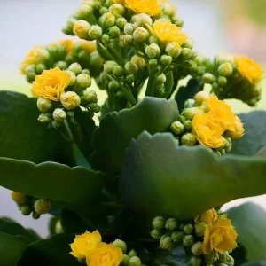 Yellow Calandiva Live Plant – 2.5 inch Pot – Double Yellow Blooms – Kalanchoe - Image 2