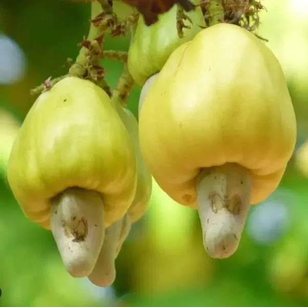Yellow Cashew Live Plant - Anacardium occidentale Starter Tree - 5-8" Tall Tropical Fruit - Image 2