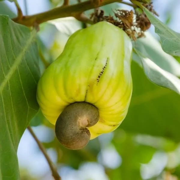 Yellow Cashew Live Plant - Anacardium occidentale Starter Tree - 5-8" Tall Tropical Fruit - Image 3