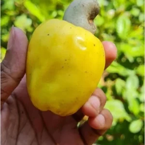 Yellow Cashew Live Plant - Anacardium occidentale Starter Tree - 5-8