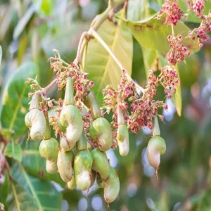 Yellow Cashew Live Plant - Anacardium occidentale Starter Tree - 5-8