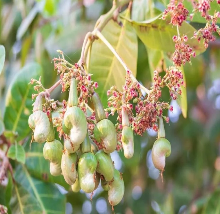 Yellow Cashew Live Plant - Anacardium occidentale Starter Tree - 5-8" Tall Tropical Fruit - Image 5