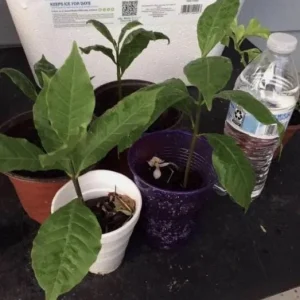 Yellow Cashew Live Plant - Anacardium occidentale Starter Tree - 5-8