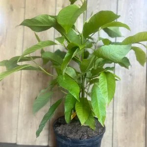 Yellow Champaca Live Plant - Joy Perfume Tree, Michelia champaca, 4-6 inch Pot, Fragrant Flowers - Image 10