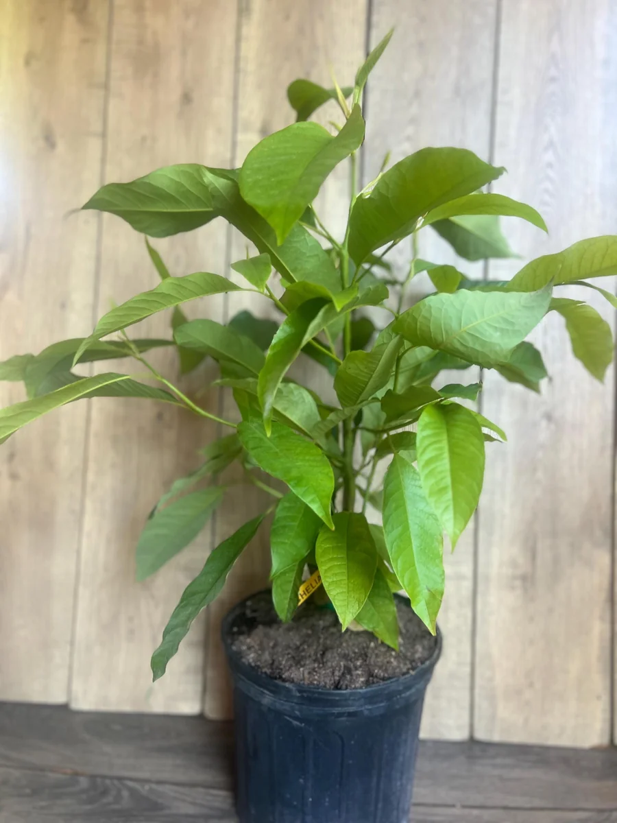 Yellow Champaca Live Plant - Joy Perfume Tree, Michelia champaca, 4-6 inch Pot, Fragrant Flowers - Image 10