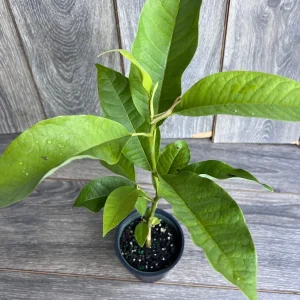 Yellow Champaca Live Plant - Joy Perfume Tree, Michelia champaca, 4-6 inch Pot, Fragrant Flowers - Image 2