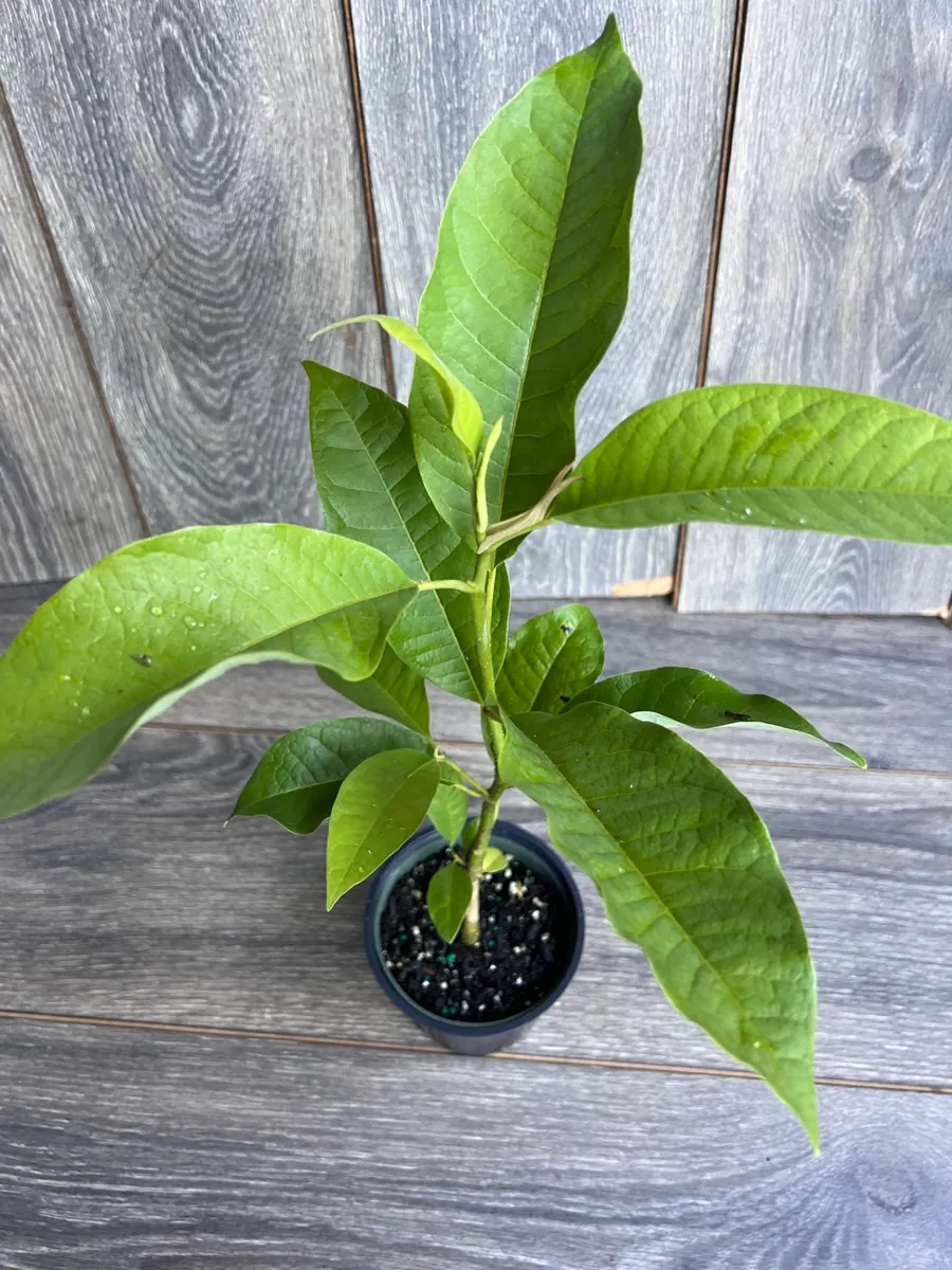 Yellow Champaca Live Plant - Joy Perfume Tree, Michelia champaca, 4-6 inch Pot, Fragrant Flowers - Image 2