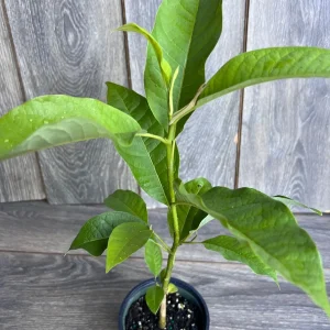 Yellow Champaca Live Plant - Joy Perfume Tree, Michelia champaca, 4-6 inch Pot, Fragrant Flowers - Image 3