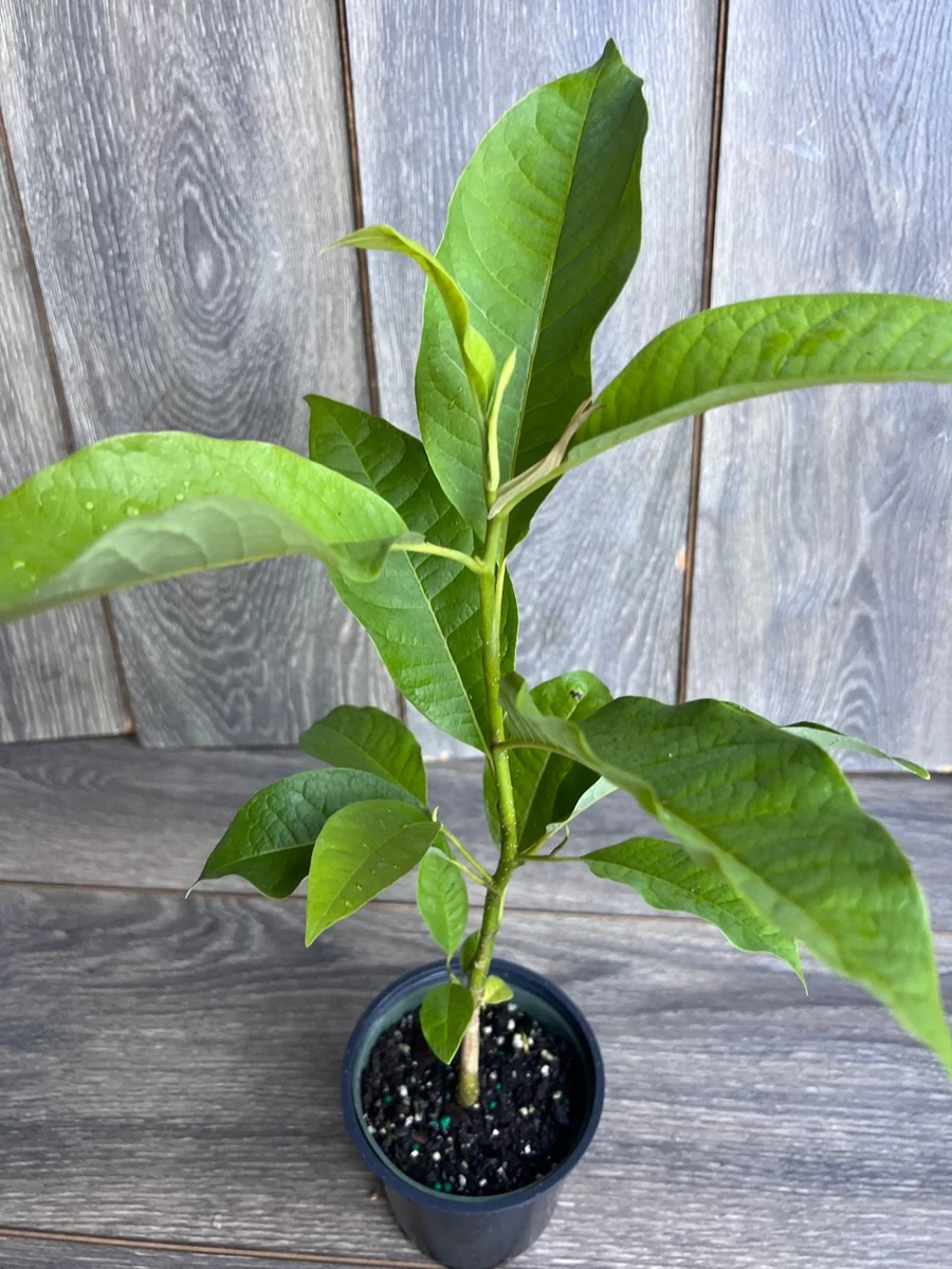 Yellow Champaca Live Plant - Joy Perfume Tree, Michelia champaca, 4-6 inch Pot, Fragrant Flowers - Image 3