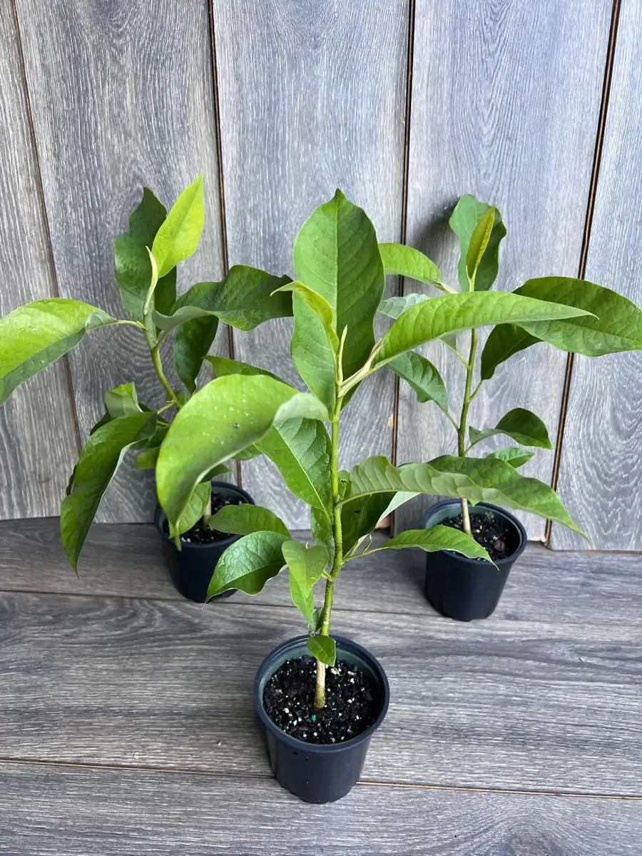 Yellow Champaca Live Plant - Joy Perfume Tree, Michelia champaca, 4-6 inch Pot, Fragrant Flowers - Image 4